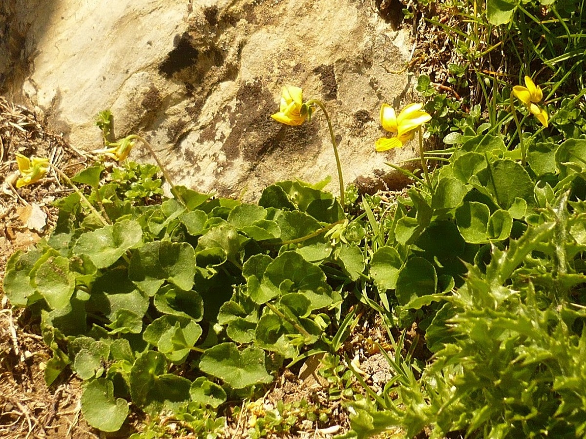 Viola biflora (Violaceae)